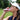 Woman on golf course using Boost Oxygen Balance.