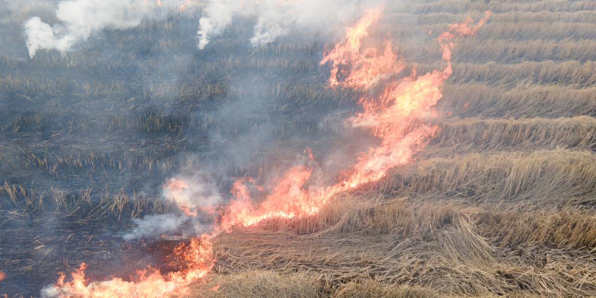 Crop Burning Pollution